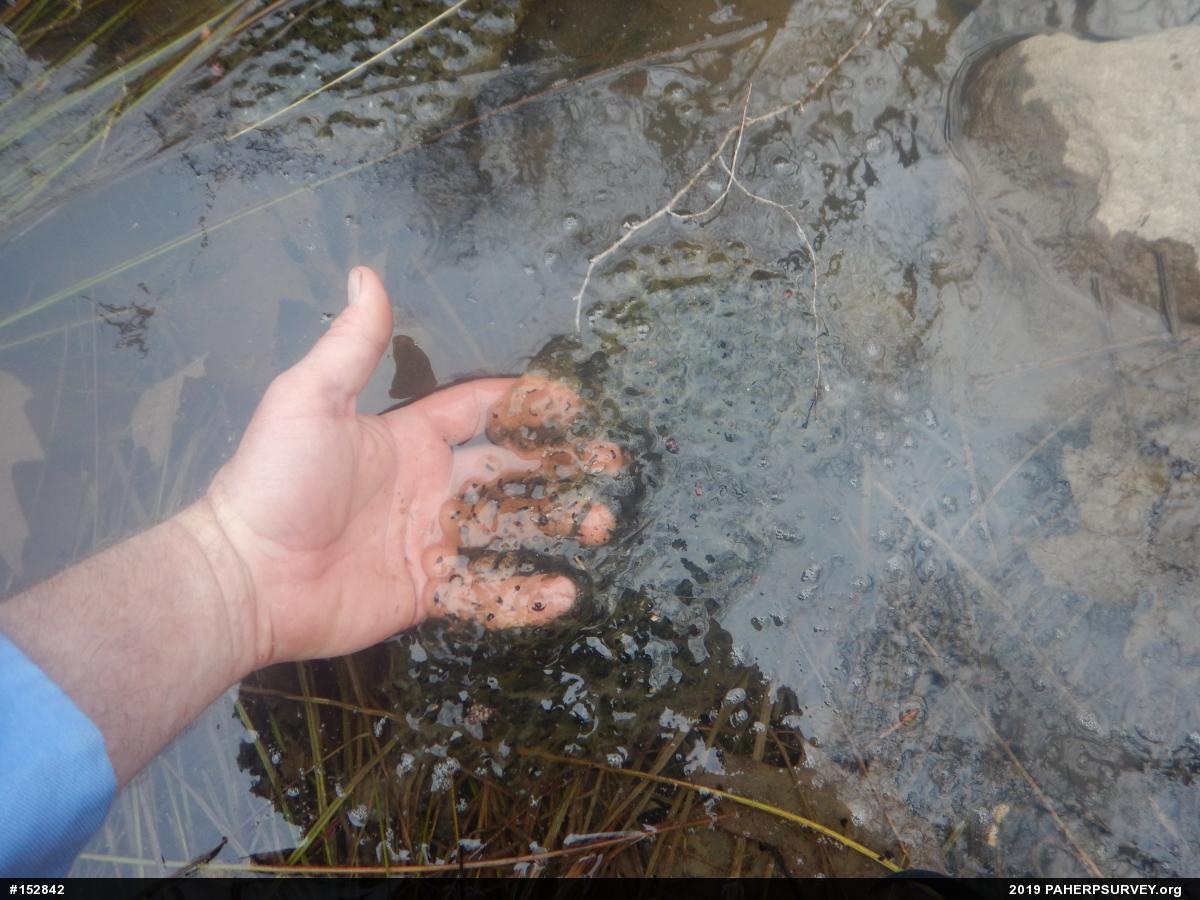Wood Frog