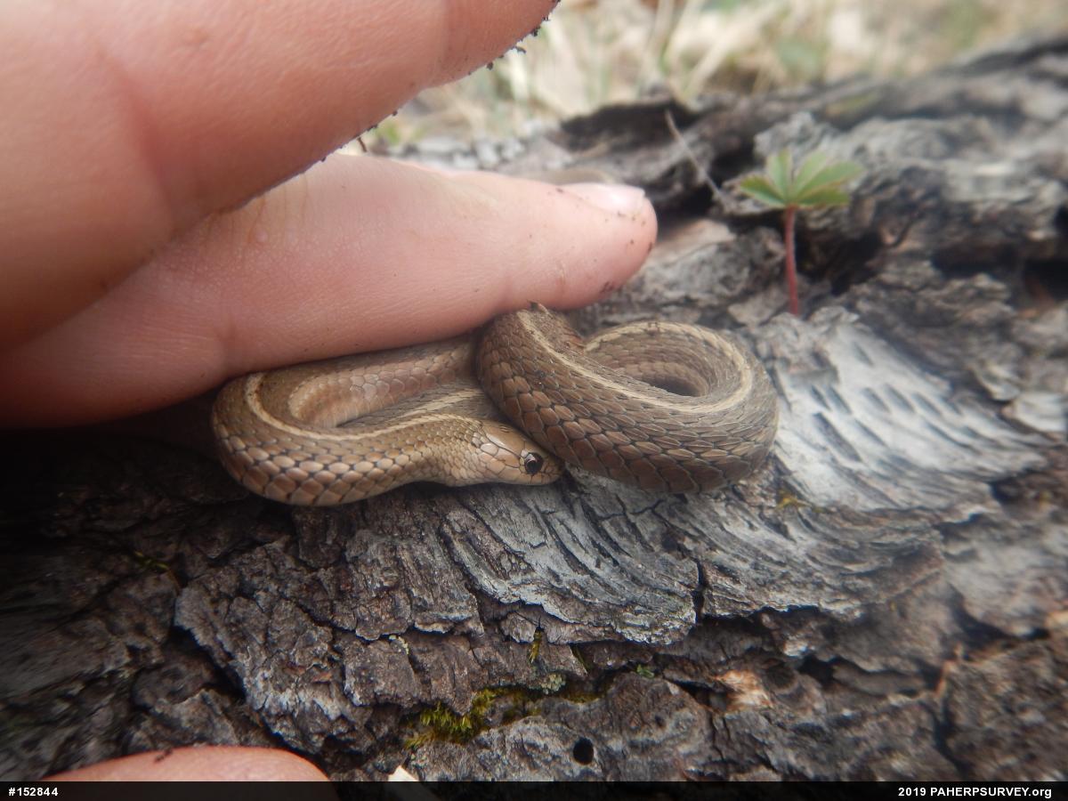 Shorthead Gartersnake