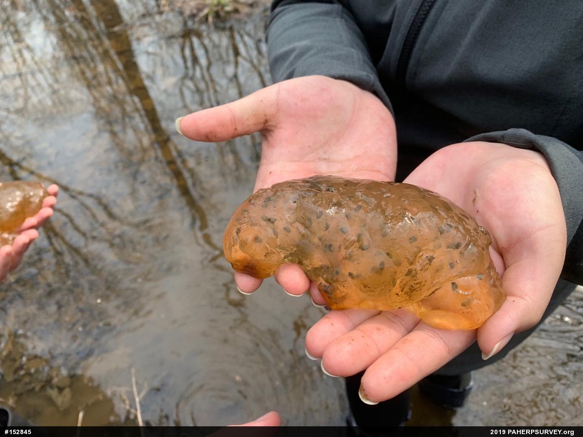 Spotted Salamander