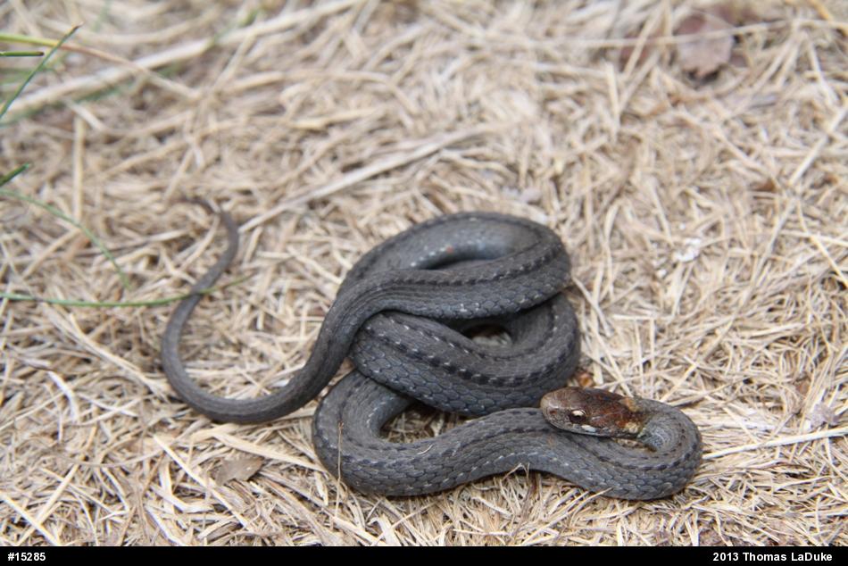 Red-bellied Snake