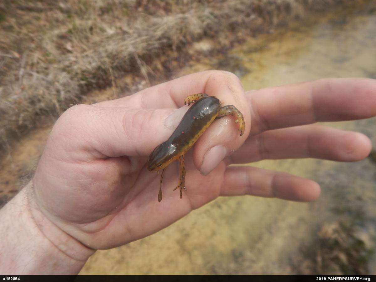 Red-spotted Newt