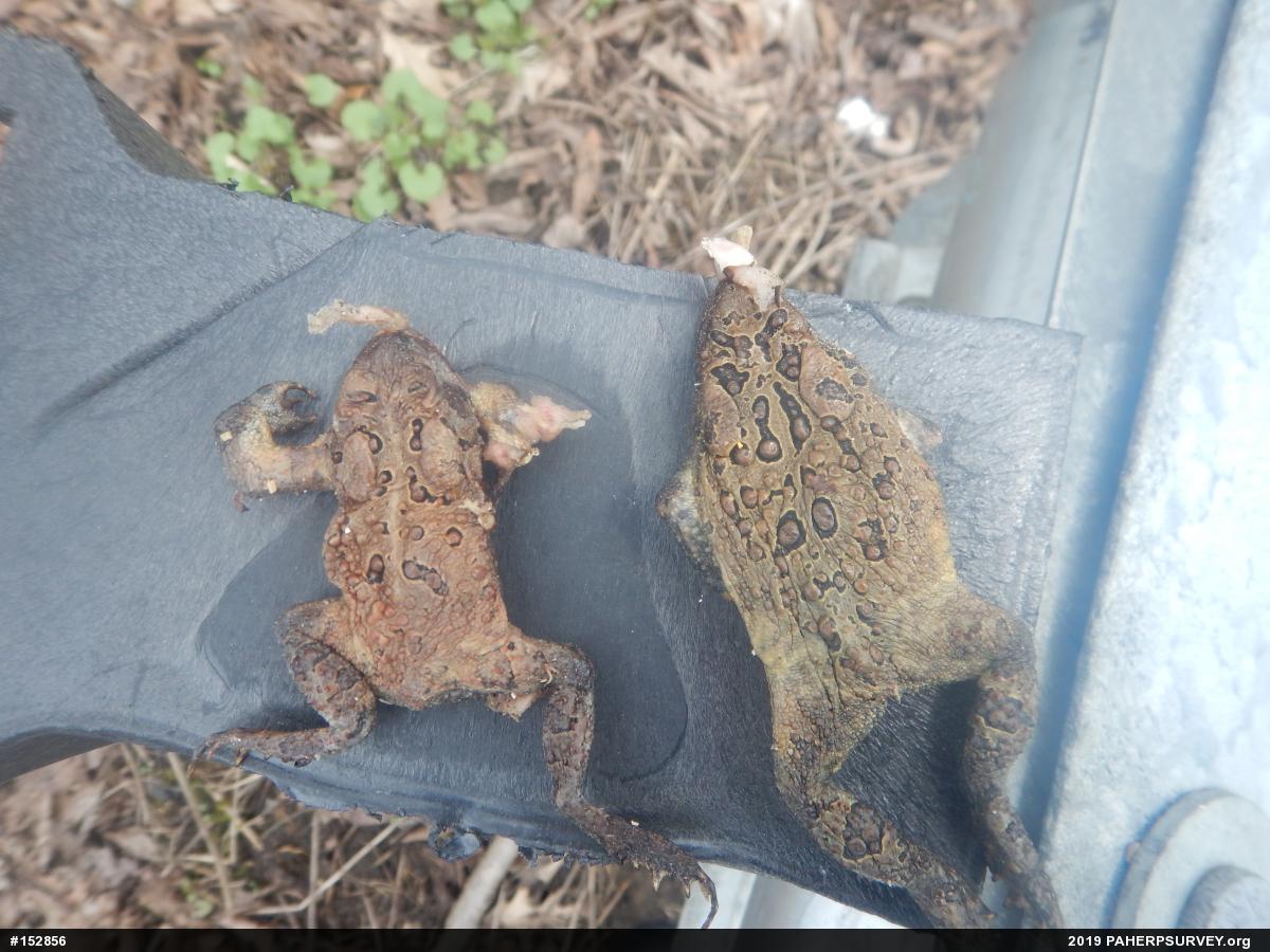 Eastern American Toad