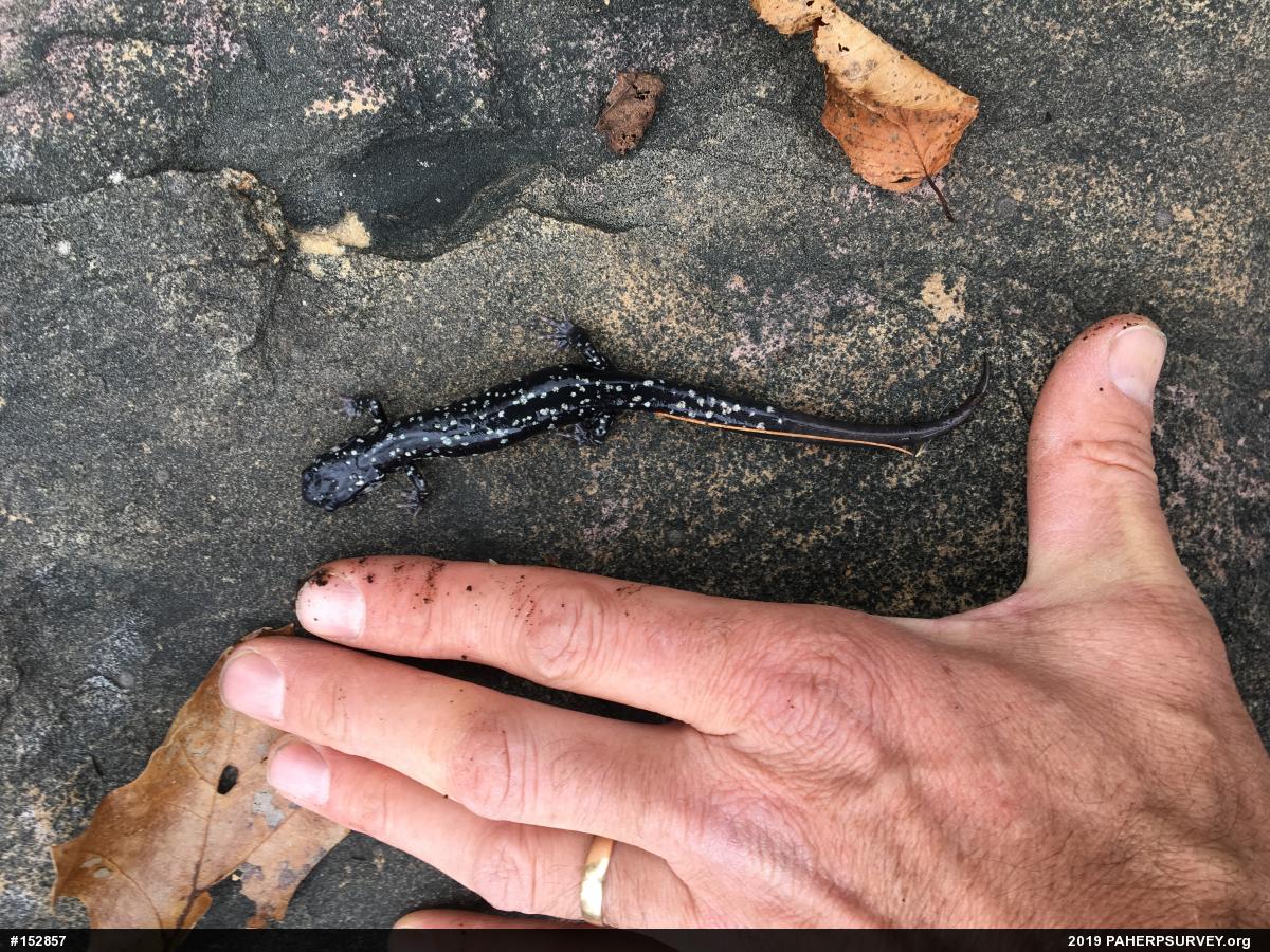 Northern Slimy Salamander