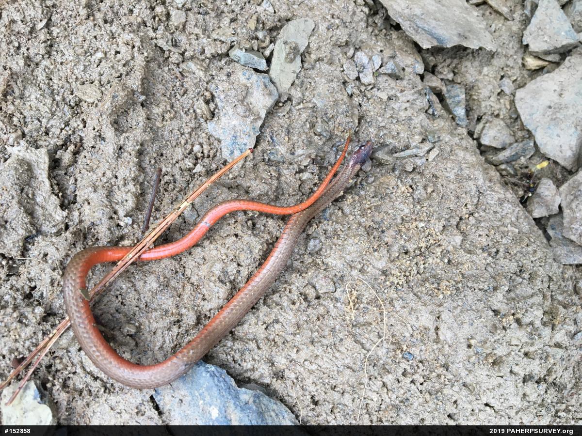 Red-bellied Snake