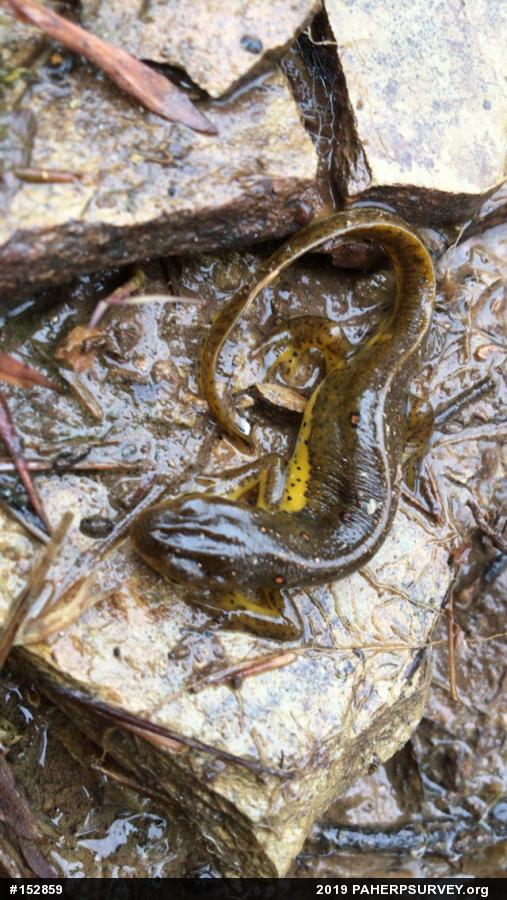 Red-spotted Newt