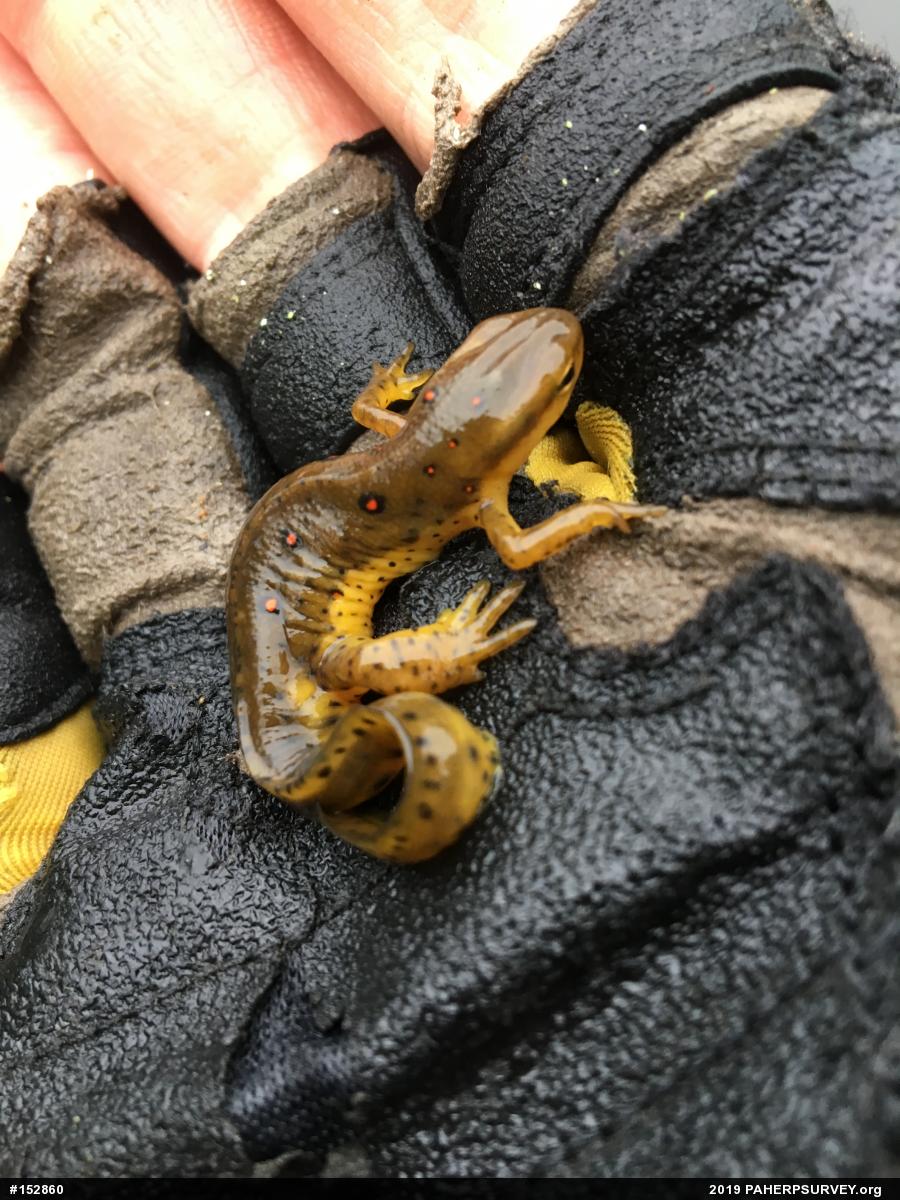 Red-spotted Newt