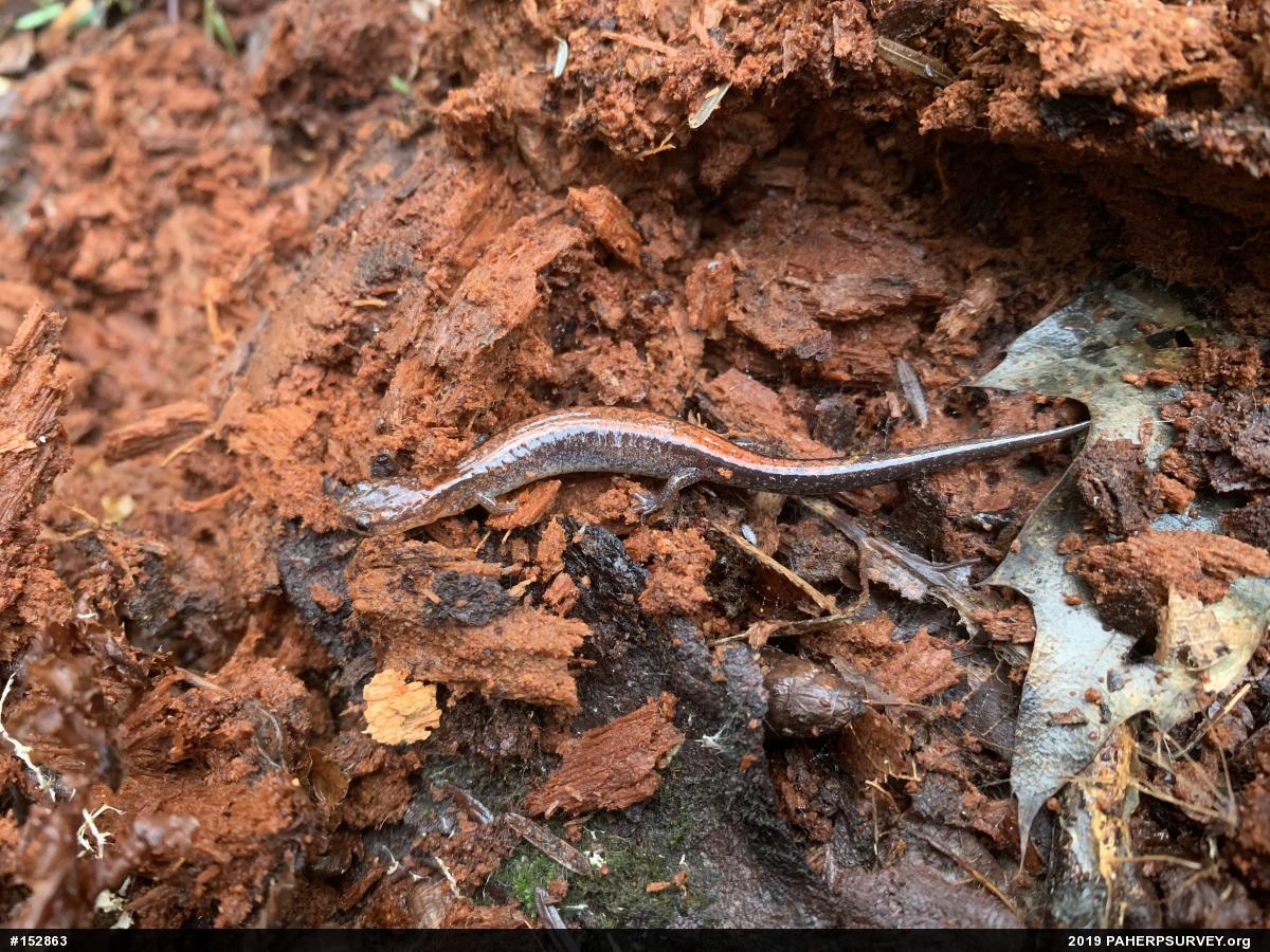 Eastern Red-backed  Salamander