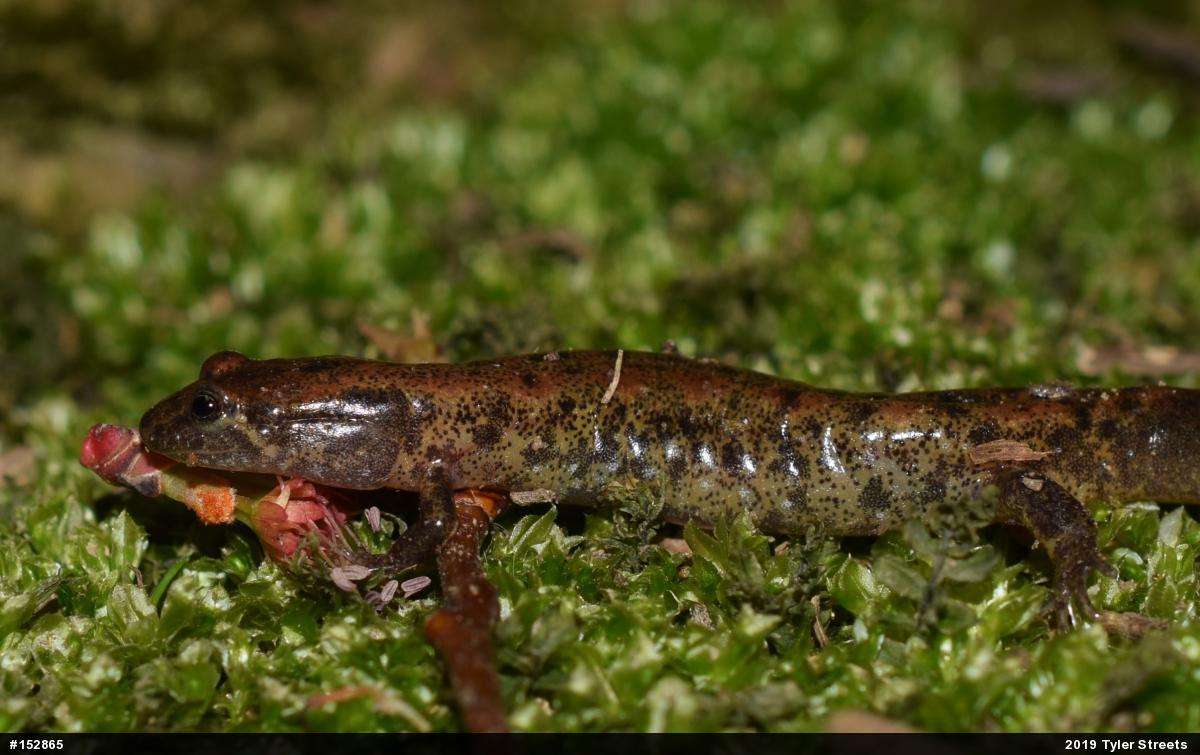 Northern Dusky Salamander