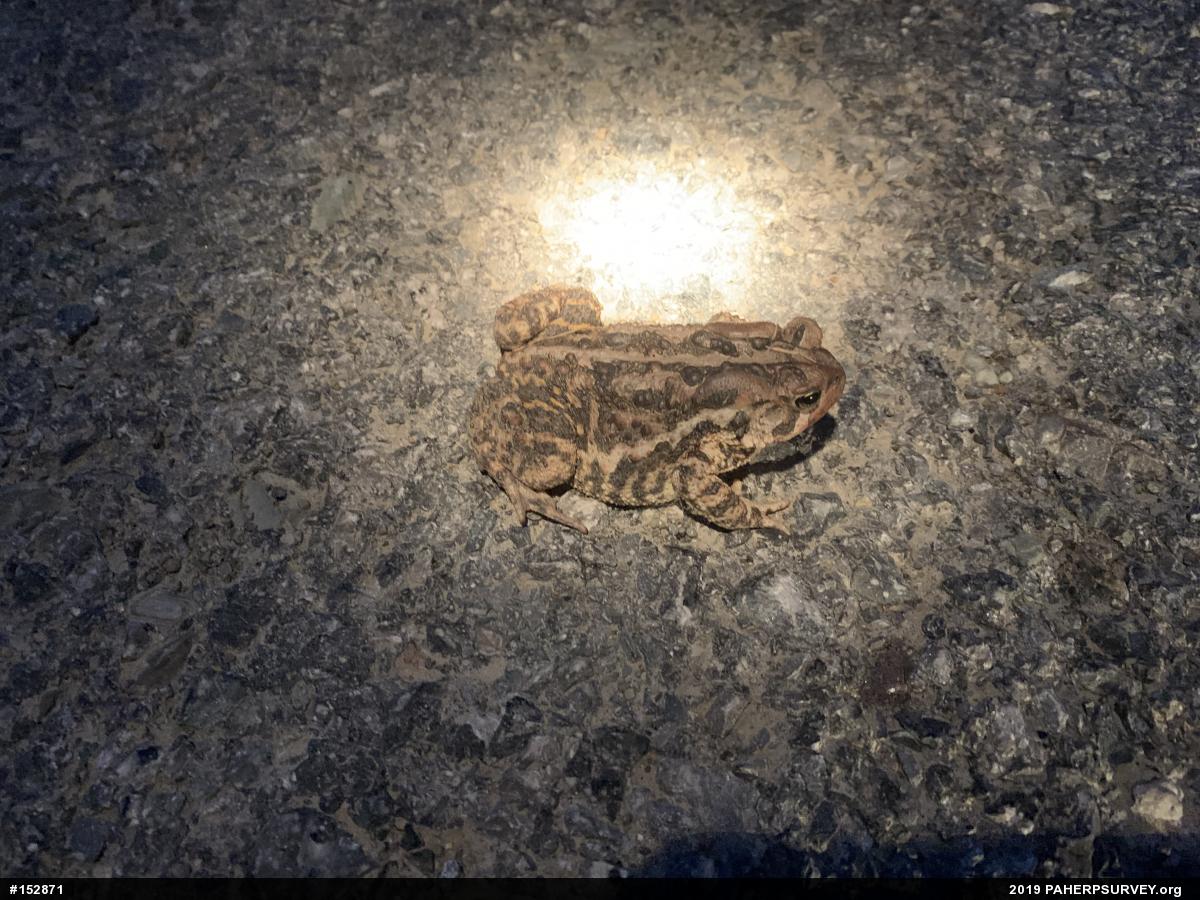 Eastern American Toad