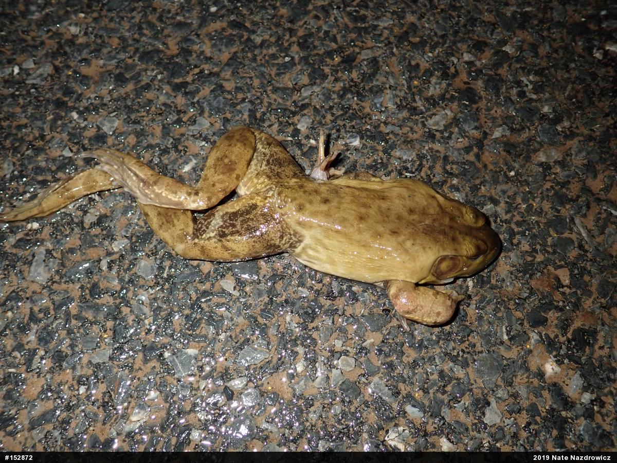 American Bullfrog