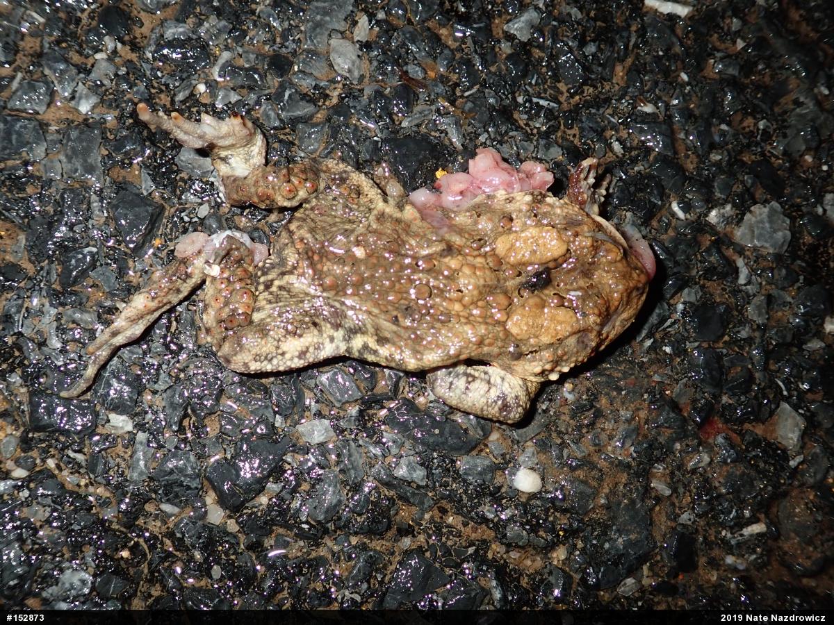 Eastern American Toad