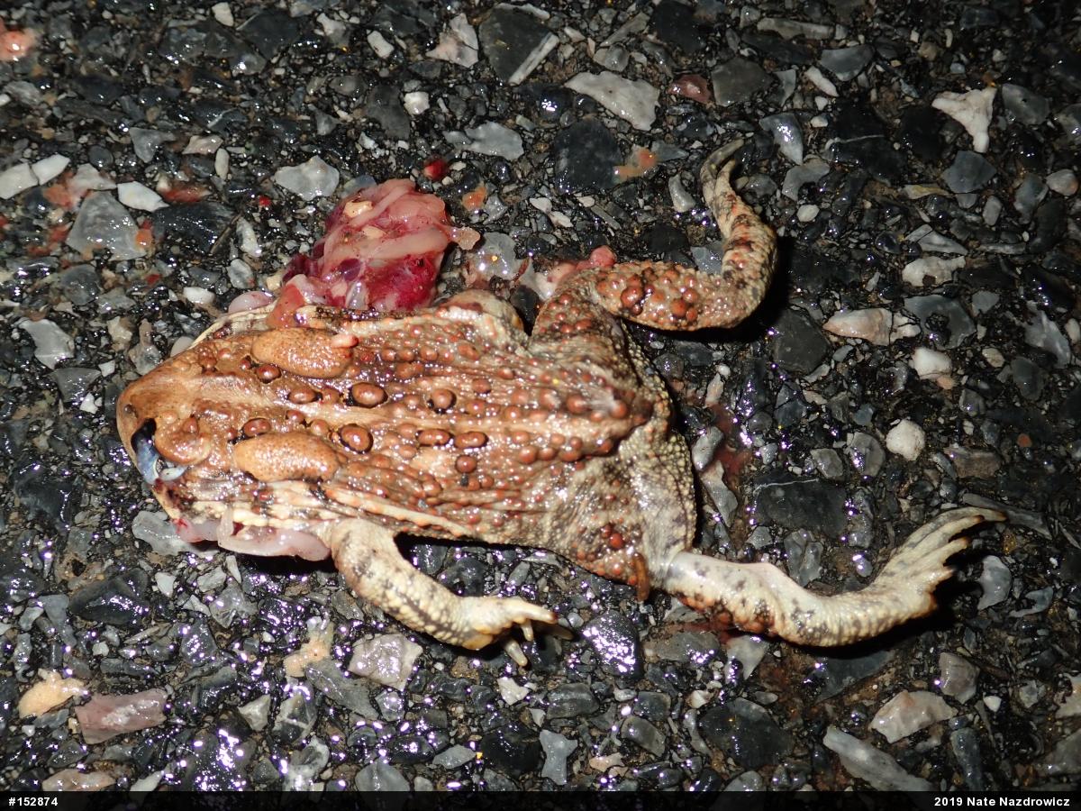 Eastern American Toad