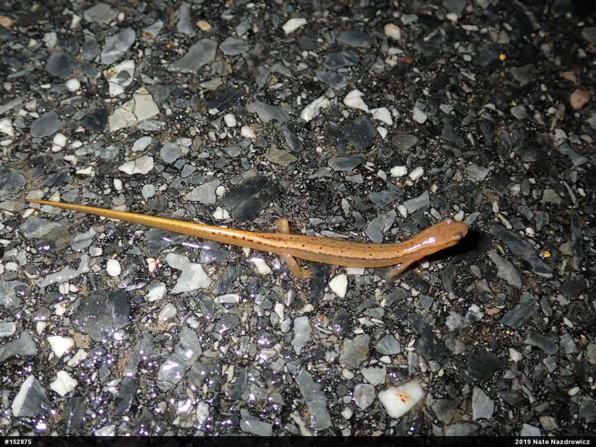 Northern Two-lined Salamander