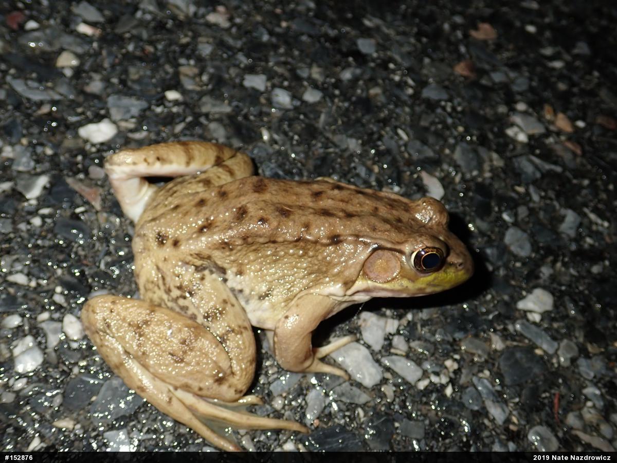 Green Frog