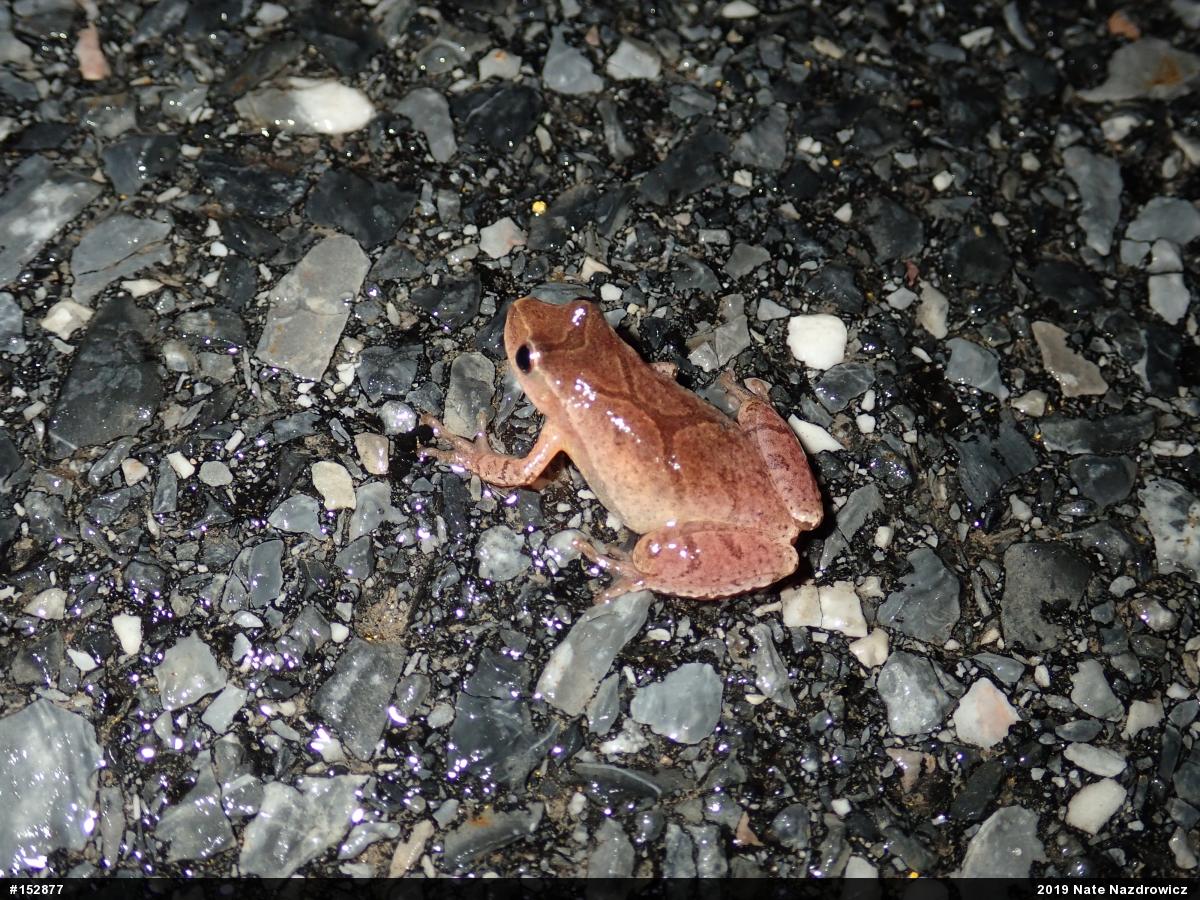 Spring Peeper