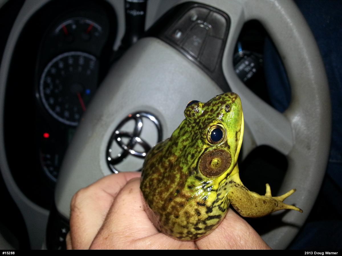 Green Frog