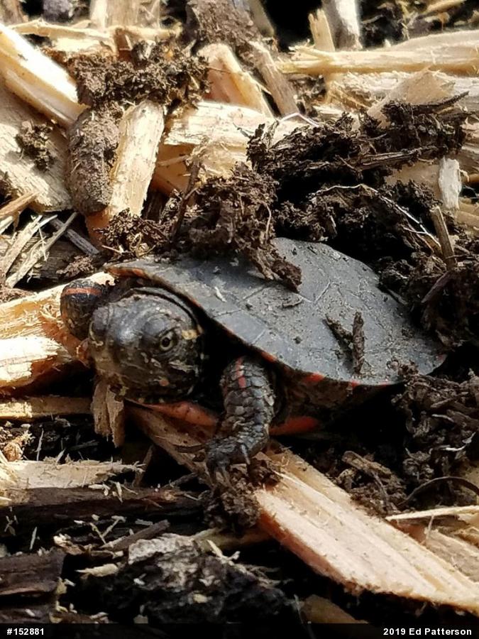 Painted Turtle