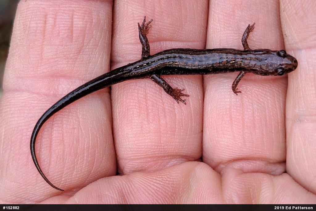Allegheny Mountain Dusky Salamander