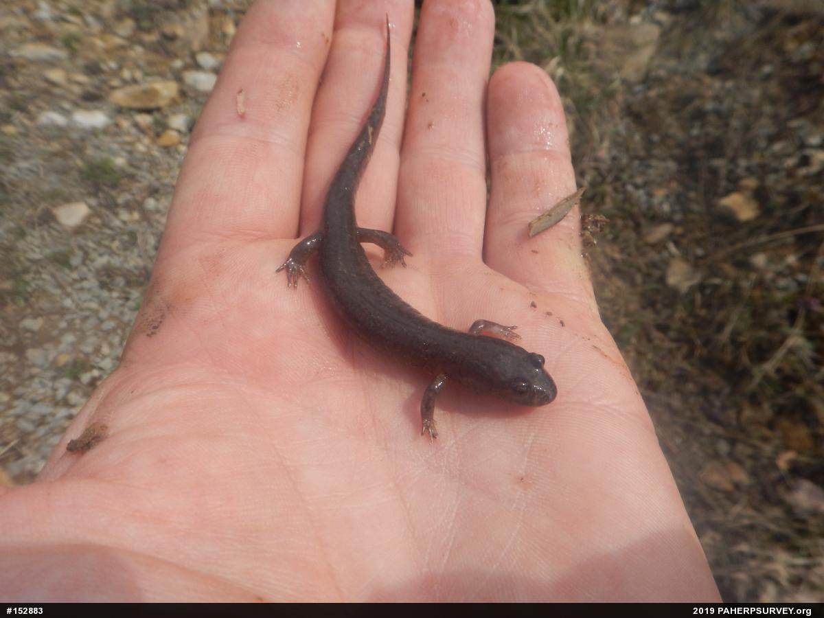 Northern Dusky Salamander