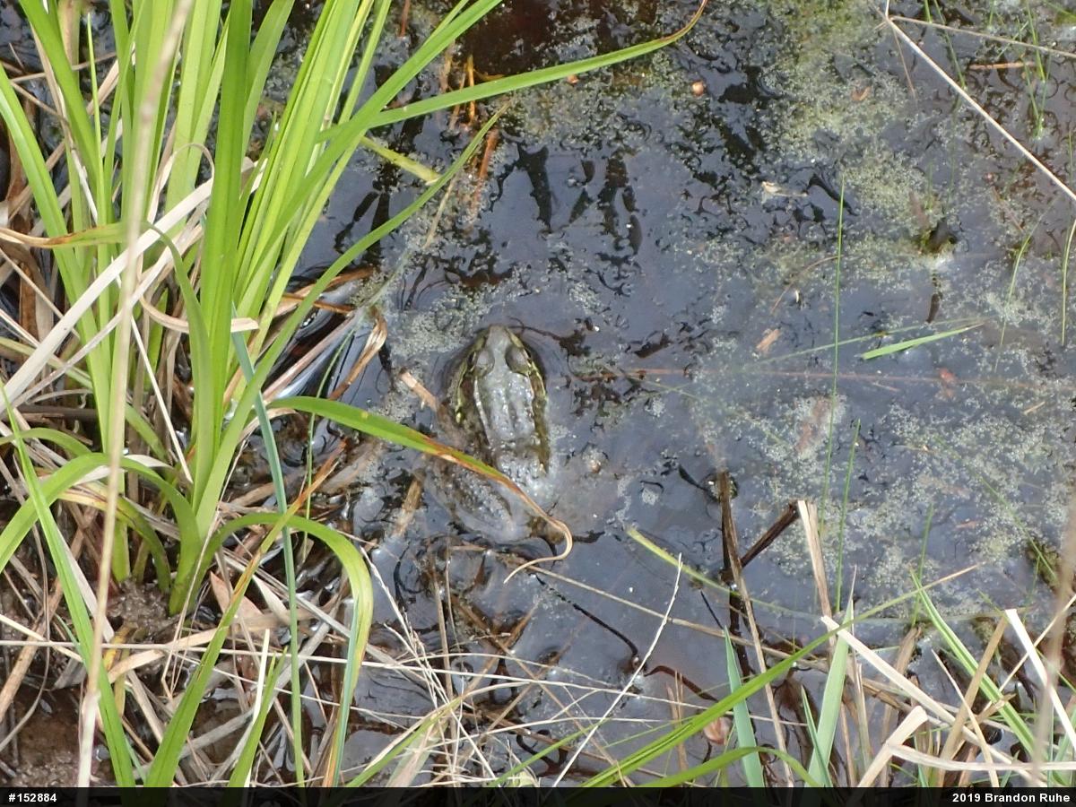 Green Frog