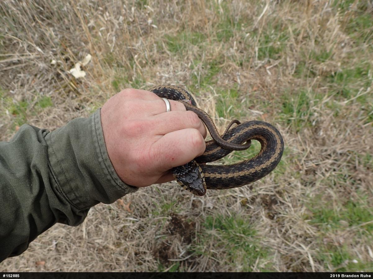 Eastern Gartersnake
