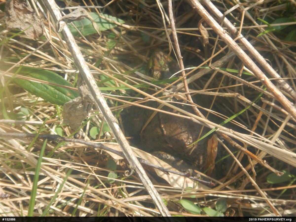 Green Frog