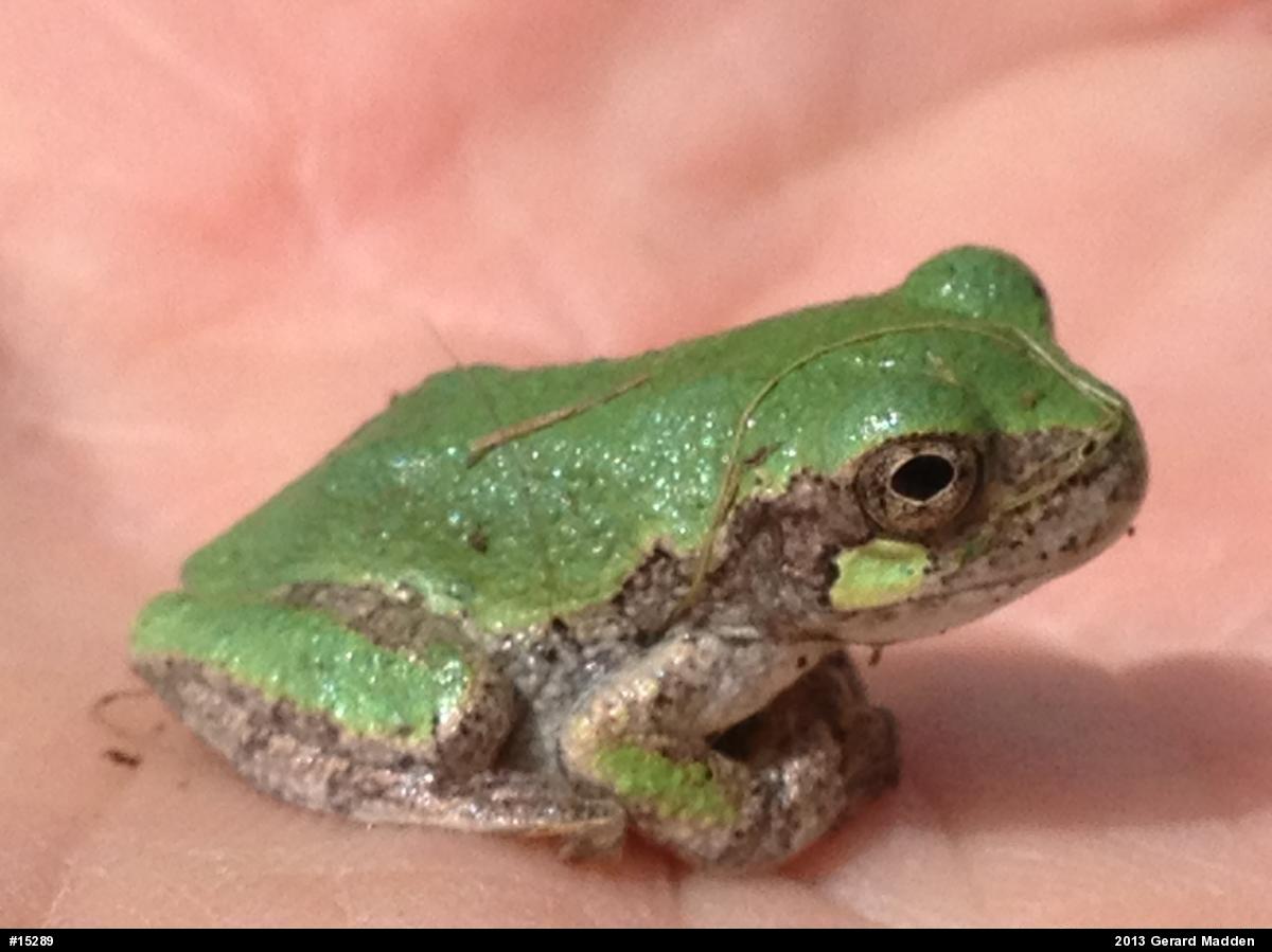 Gray Treefrog