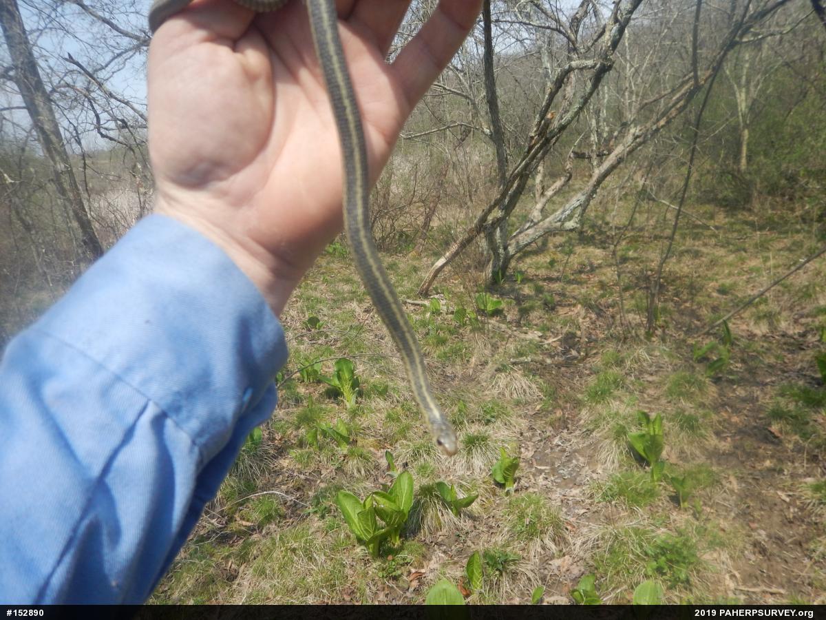 Eastern Gartersnake