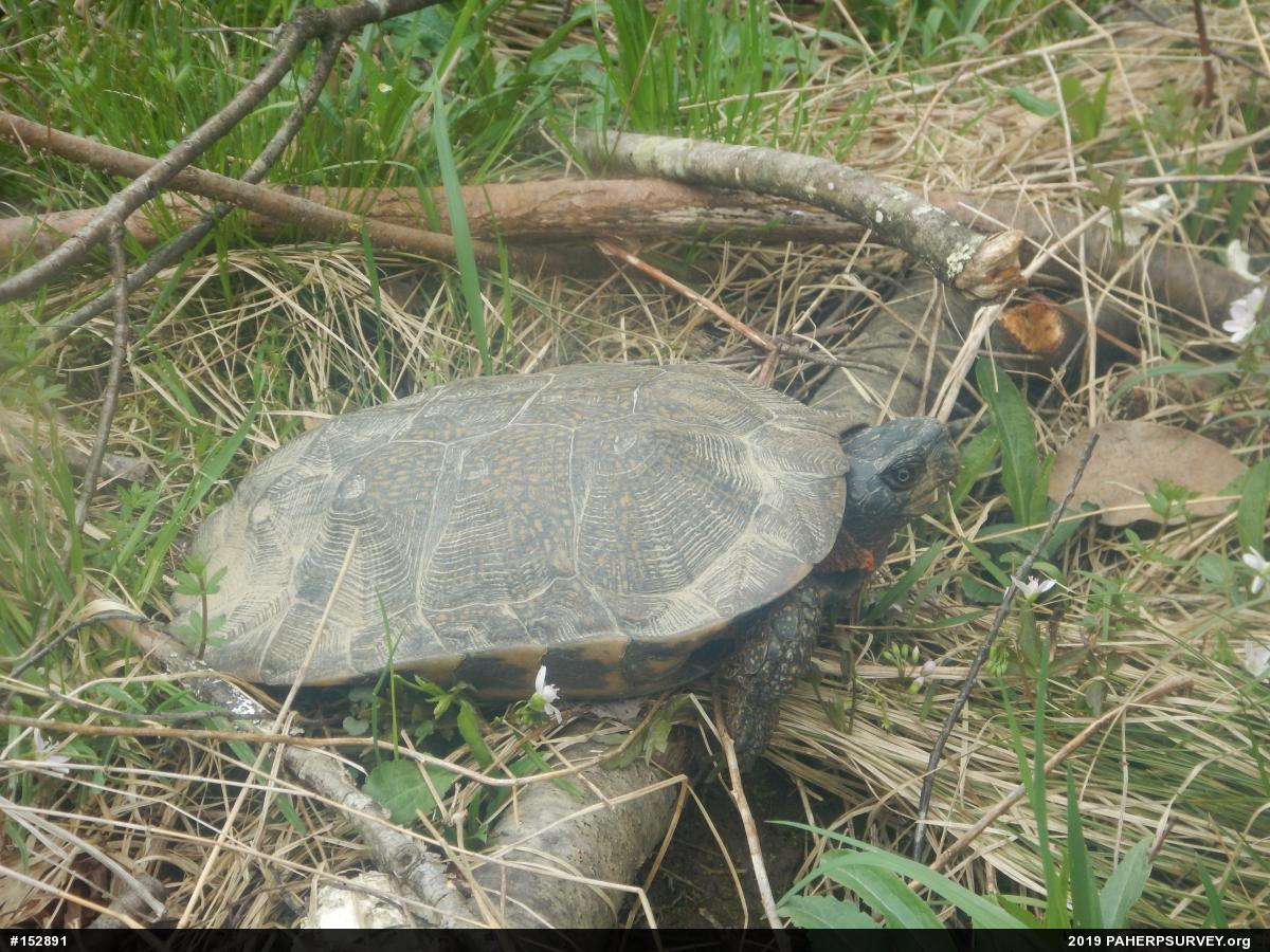 Wood Turtle