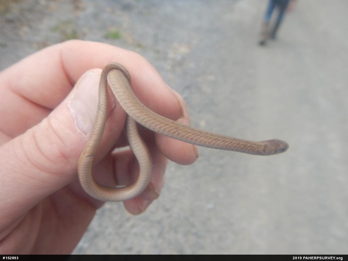Dekay's Brownsnake