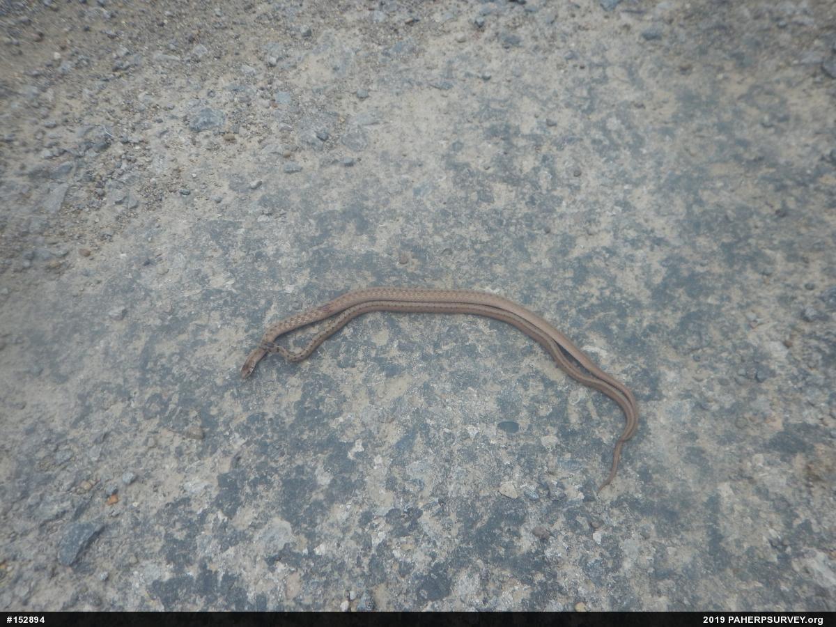 Dekay's Brownsnake