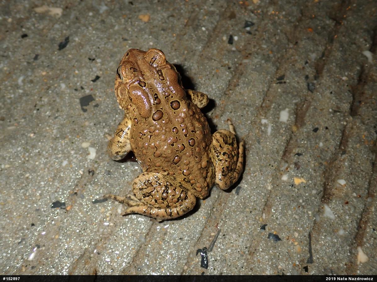 Eastern American Toad