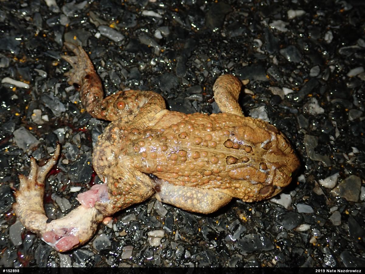 Eastern American Toad