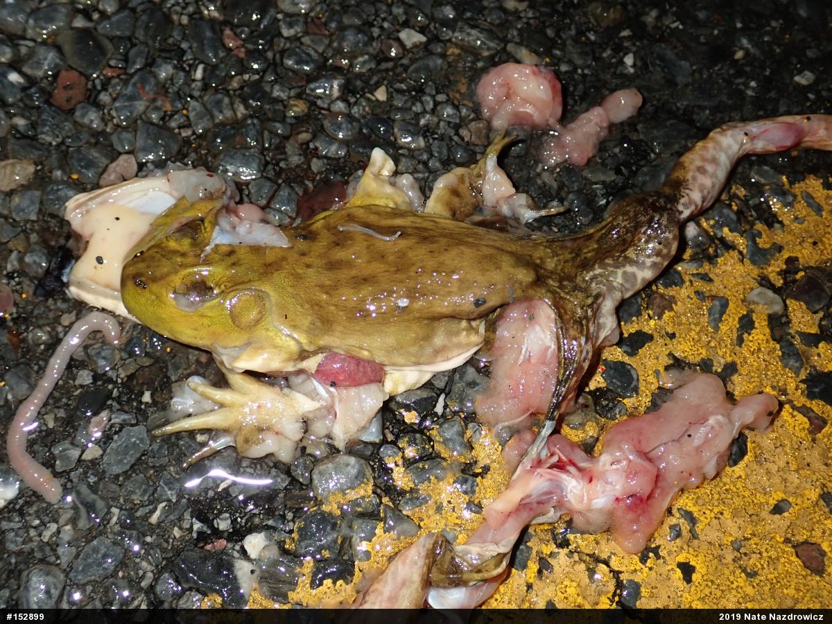 American Bullfrog