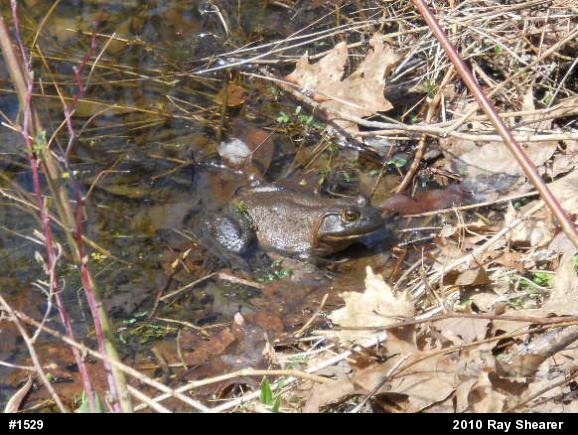 American Bullfrog