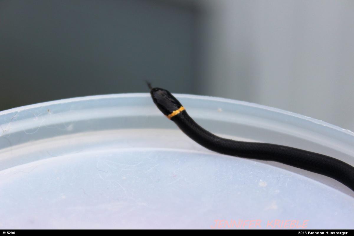 Northern Ring-necked Snake