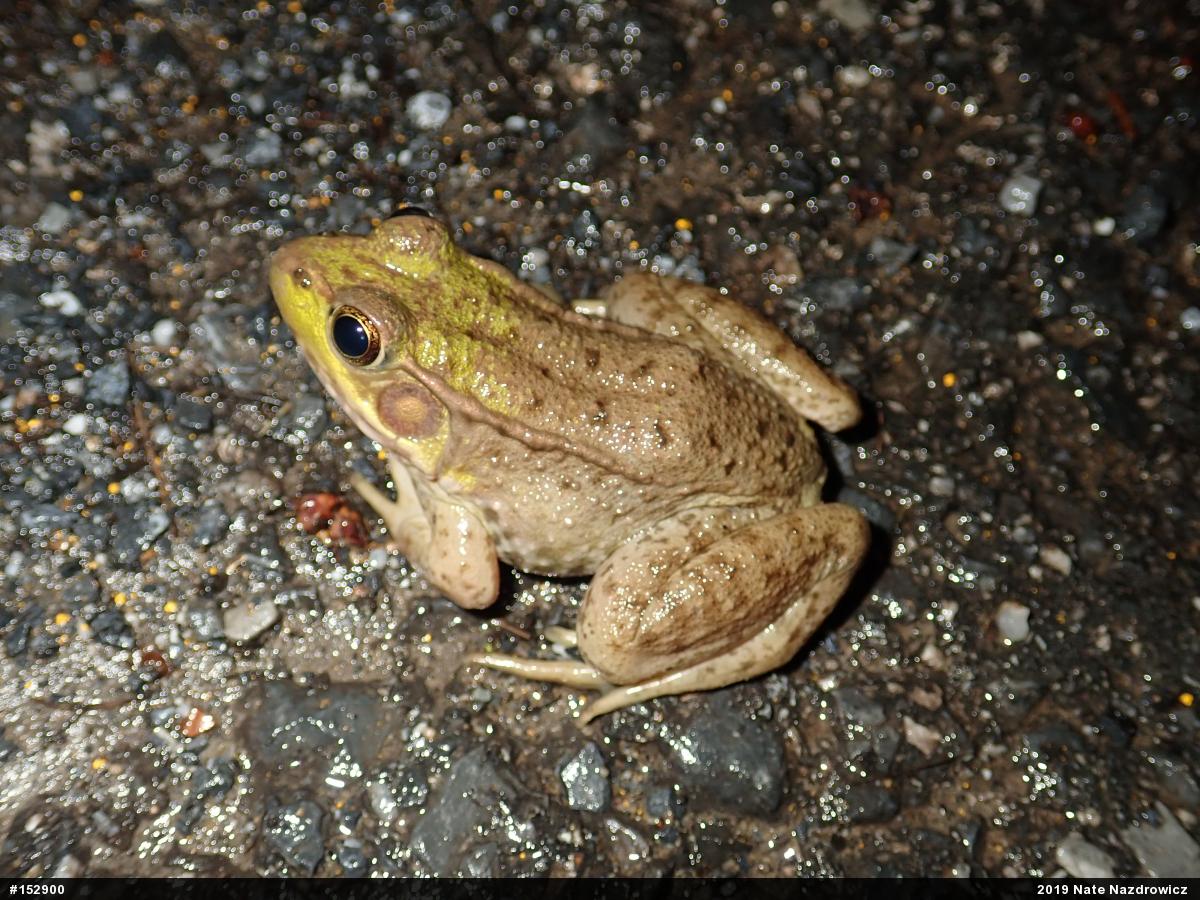 Green Frog