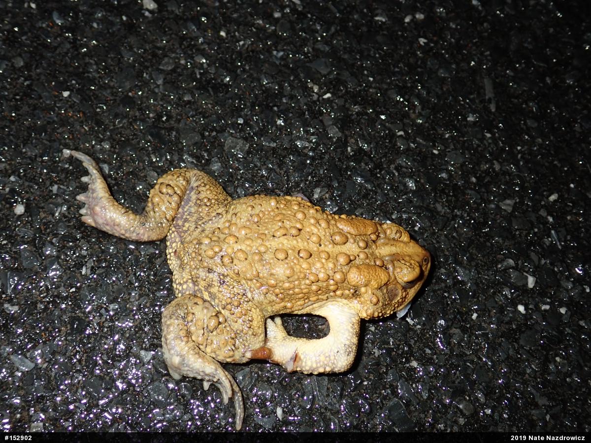 Eastern American Toad