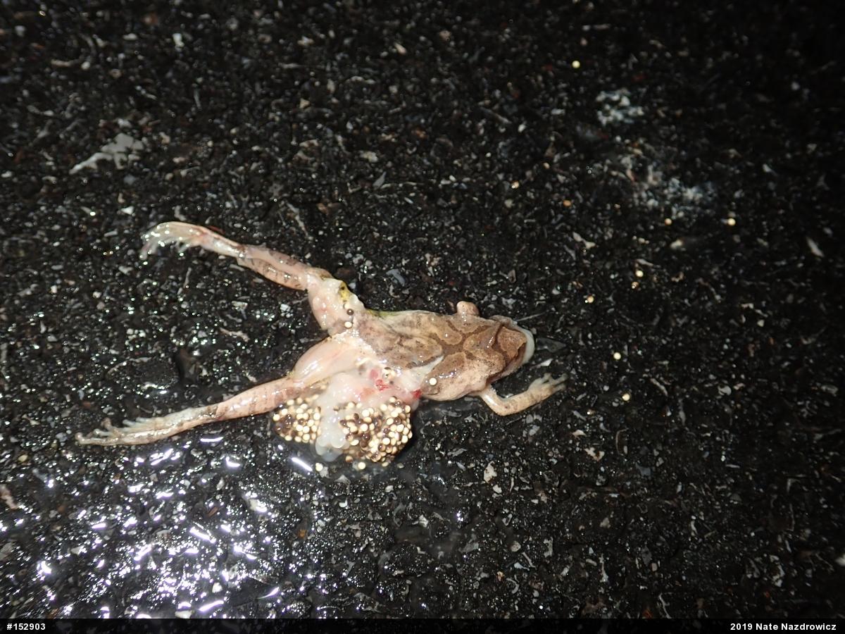 Spring Peeper