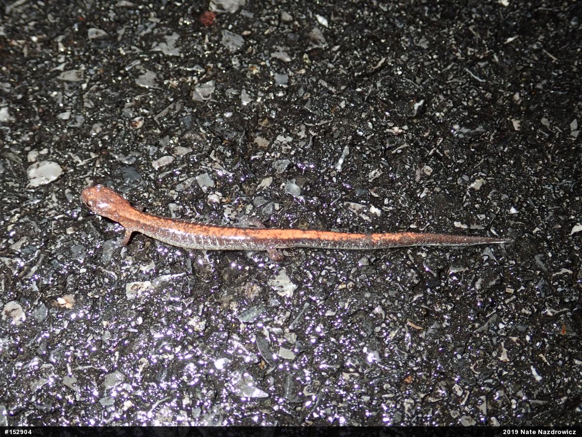 Eastern Red-backed  Salamander