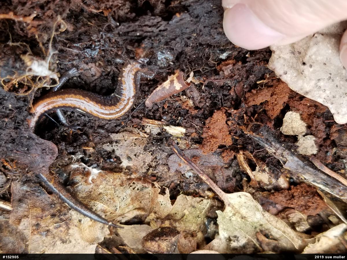 Eastern Red-backed  Salamander