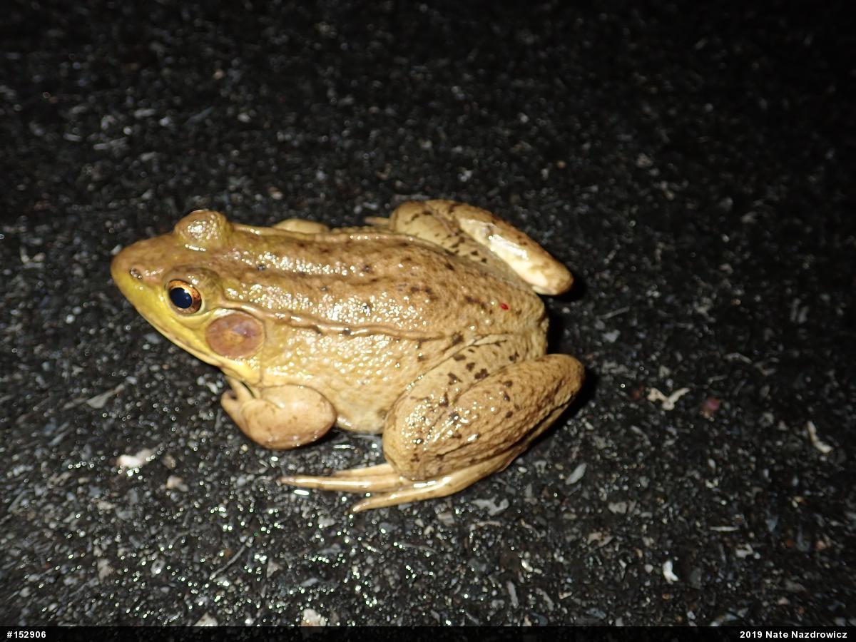 Green Frog