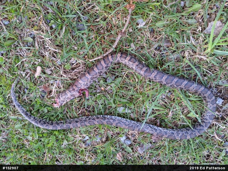 Eastern Milksnake
