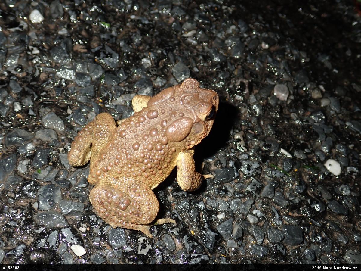 Eastern American Toad