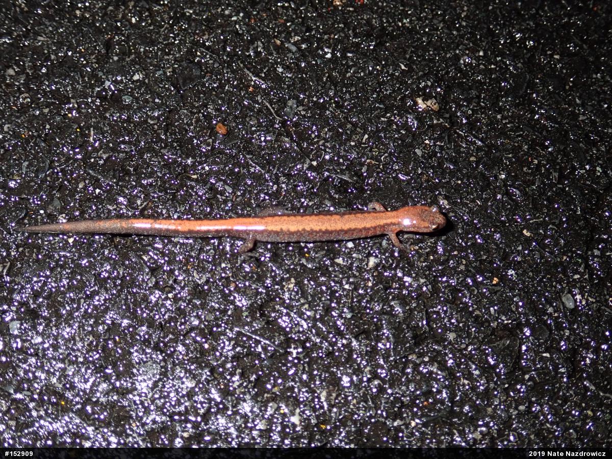 Eastern Red-backed  Salamander
