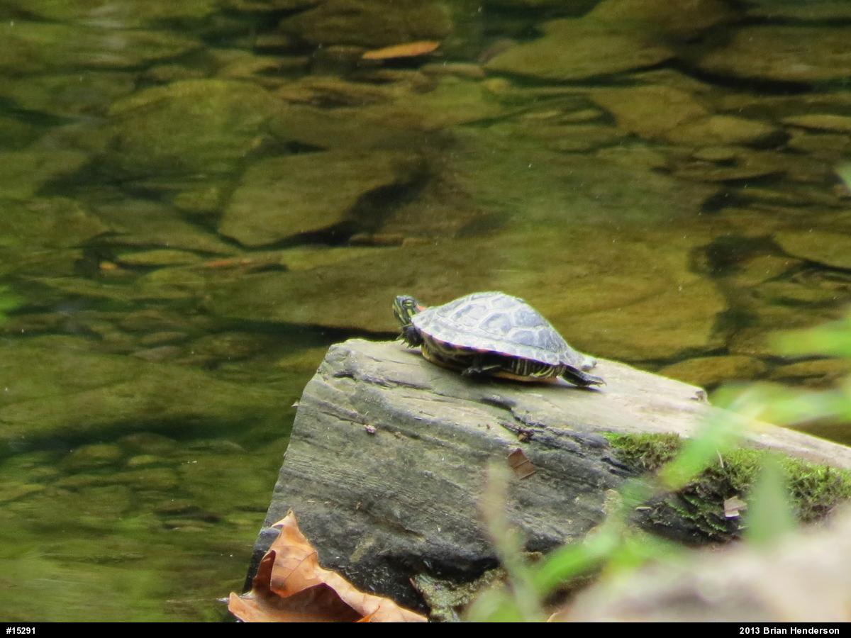Red-eared Slider