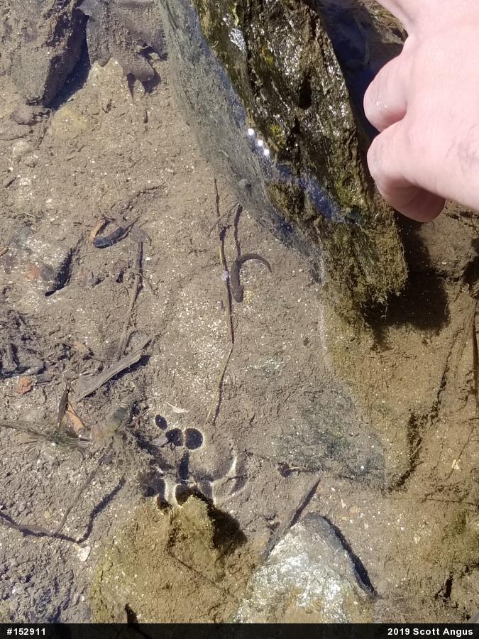 Northern Two-lined Salamander