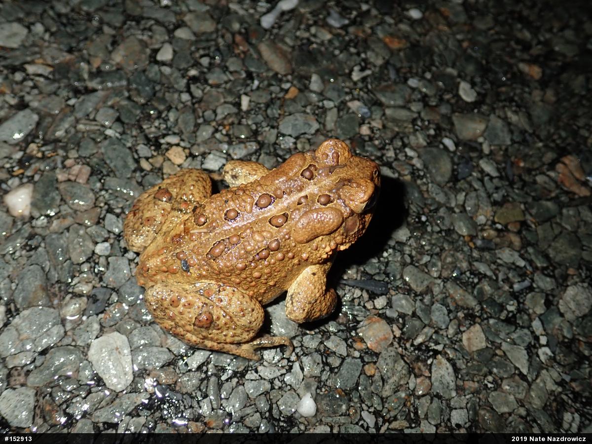 Eastern American Toad