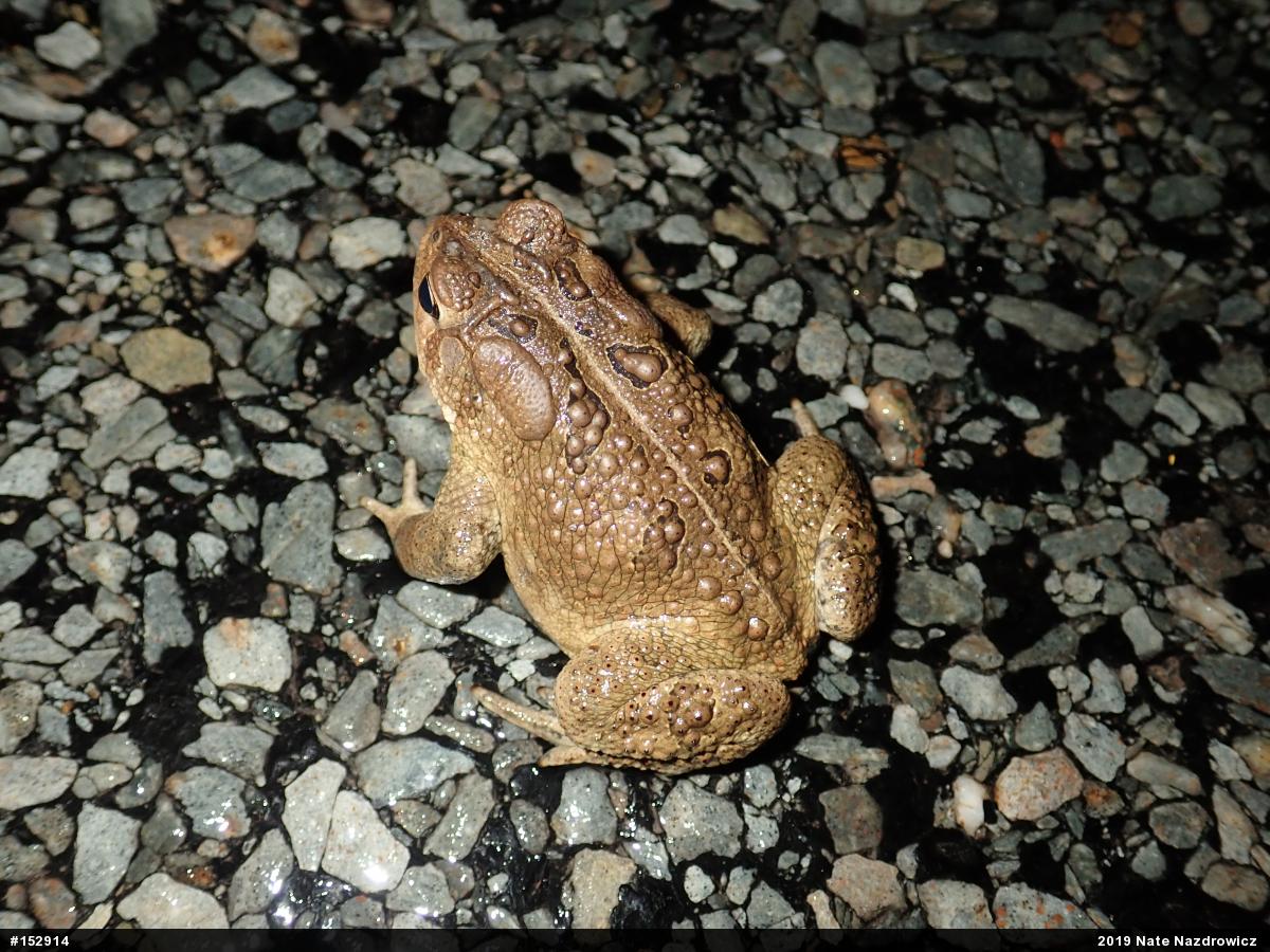 Eastern American Toad