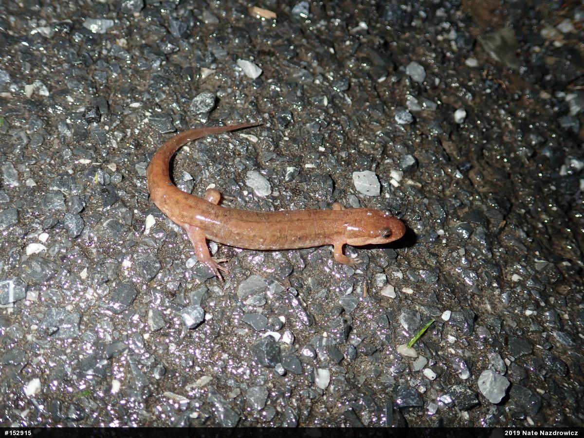 Northern Dusky Salamander